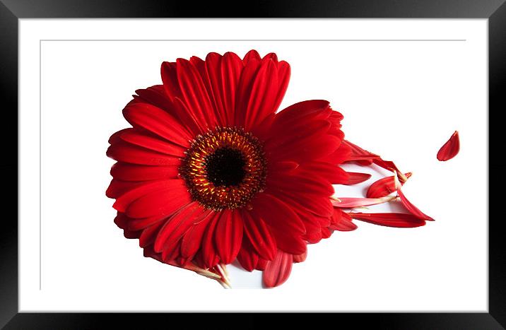 Red Gerbera with scattered petals Framed Mounted Print by Elaine Young