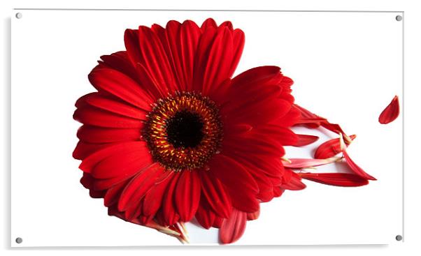 Red Gerbera with scattered petals Acrylic by Elaine Young