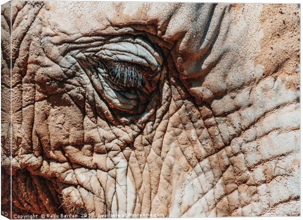 Wild African Elephant Portrait Close Up Canvas Print by Radu Bercan