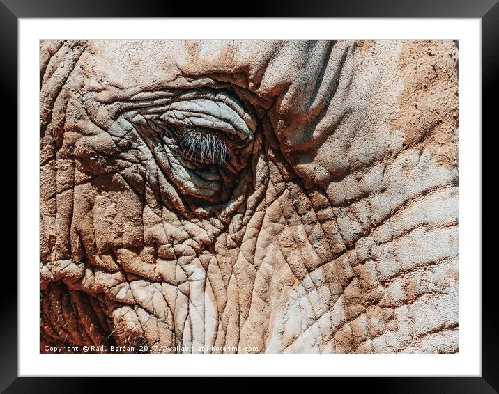 Wild African Elephant Portrait Close Up Framed Mounted Print by Radu Bercan
