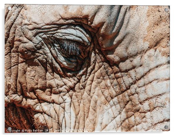 Wild African Elephant Portrait Close Up Acrylic by Radu Bercan