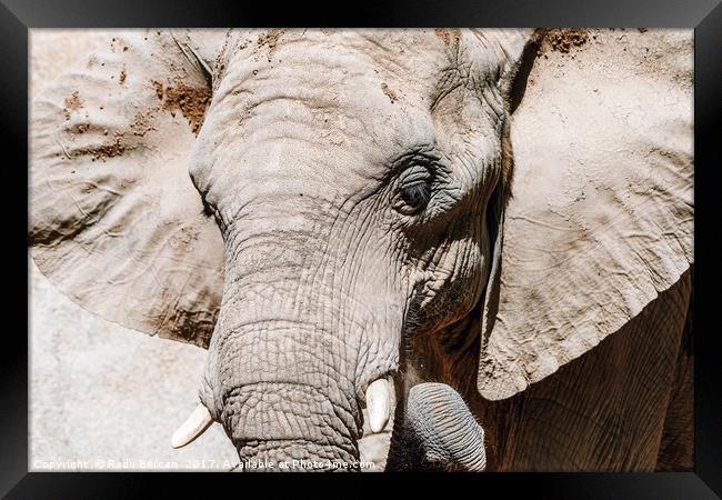 Wild African Elephant Portrait Close Up Framed Print by Radu Bercan
