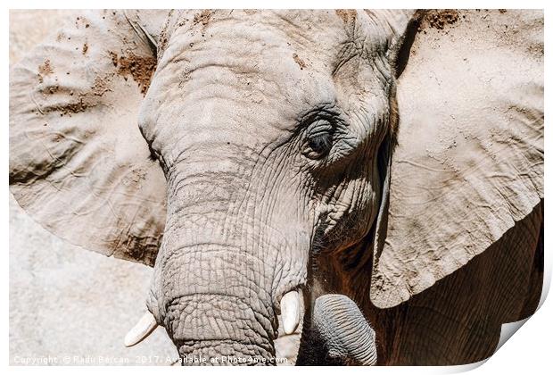 Wild African Elephant Portrait Close Up Print by Radu Bercan