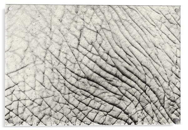 Elephant Skin Abstract Texture Background Acrylic by Radu Bercan