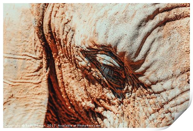 Wild African Elephant Portrait Close Up Print by Radu Bercan