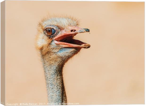 Funny Ostrich Bird Portrait Canvas Print by Radu Bercan