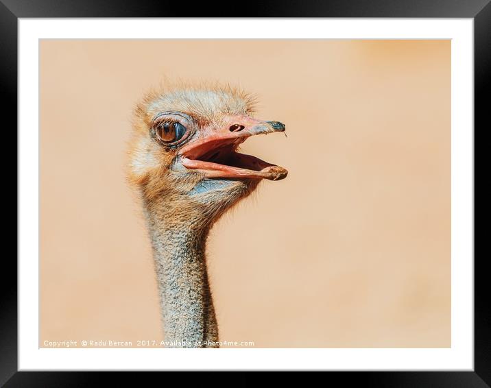 Funny Ostrich Bird Portrait Framed Mounted Print by Radu Bercan