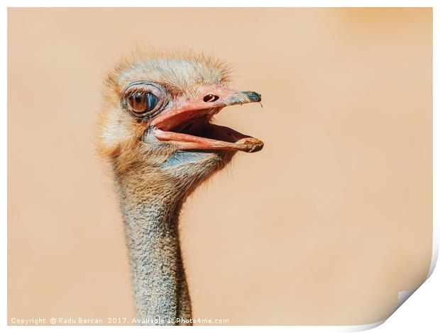 Funny Ostrich Bird Portrait Print by Radu Bercan
