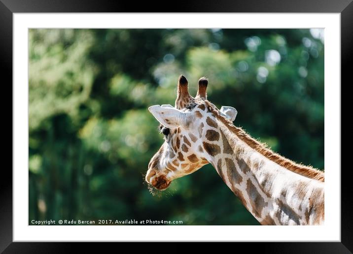 Northern Giraffe (Giraffa Camelopardalis) Portrait Framed Mounted Print by Radu Bercan