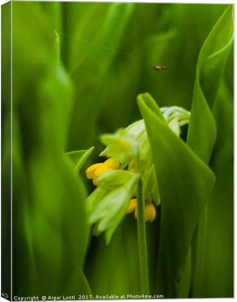 Cowslip hiding in Lily of the valley leaves Canvas Print by Aigar Lusti