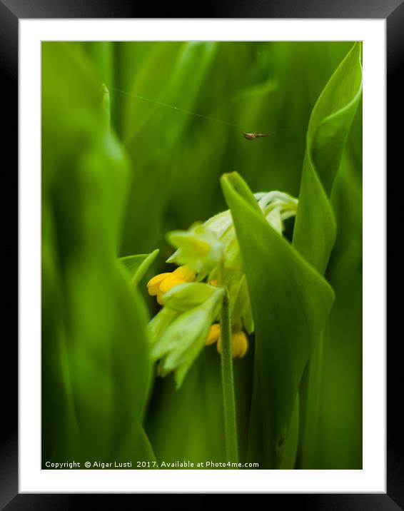 Cowslip hiding in Lily of the valley leaves Framed Mounted Print by Aigar Lusti