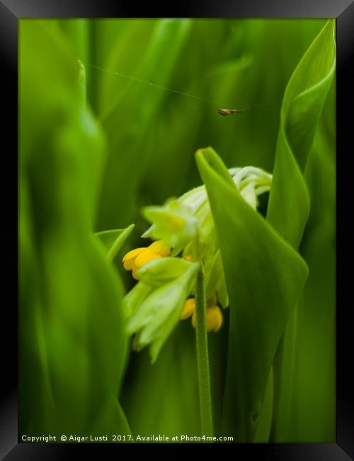 Cowslip hiding in Lily of the valley leaves Framed Print by Aigar Lusti