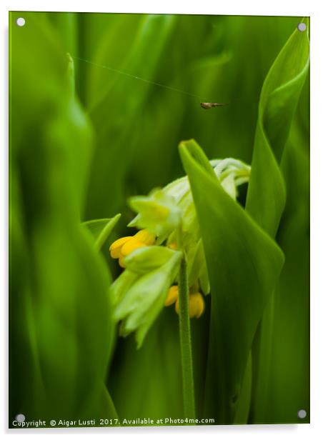 Cowslip hiding in Lily of the valley leaves Acrylic by Aigar Lusti
