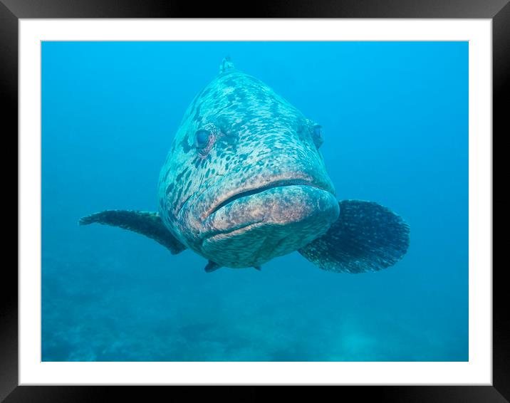 Inquisitive Grouper Framed Mounted Print by Dave Collins