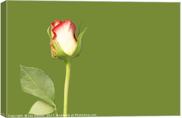A single rose flower and stem on green background Canvas Print by Ian Gibson