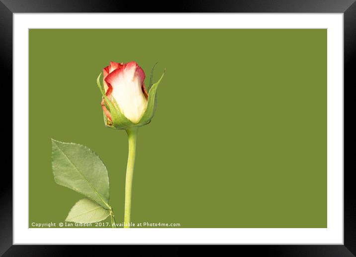 A single rose flower and stem on green background Framed Mounted Print by Ian Gibson