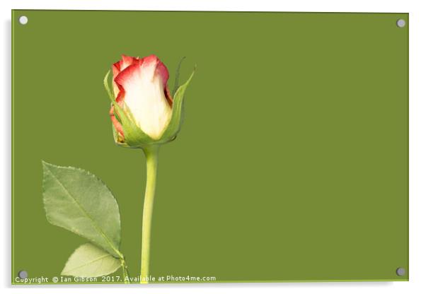 A single rose flower and stem on green background Acrylic by Ian Gibson
