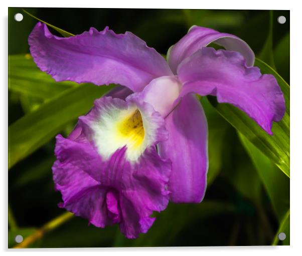 Purple Iris flower Acrylic by Marg Farmer