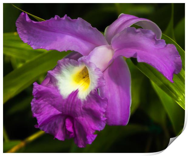 Purple Iris flower Print by Marg Farmer