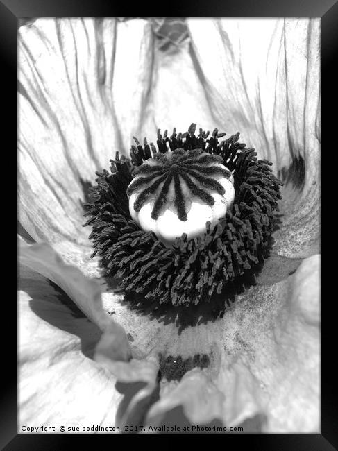 Black and white poppy Framed Print by sue boddington
