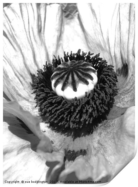 Black and white poppy Print by sue boddington