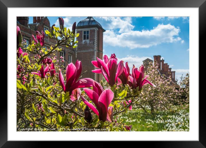 Magnolia Blossom Framed Mounted Print by Ann Mitchell