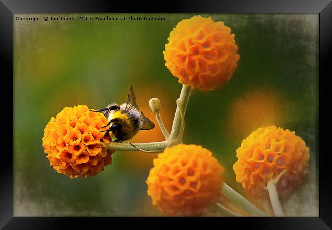 Busy bee on buddleia Framed Print by Jim Jones