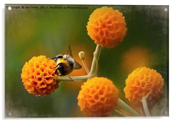 Busy bee on buddleia Acrylic by Jim Jones