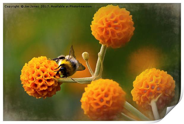 Busy bee on buddleia Print by Jim Jones