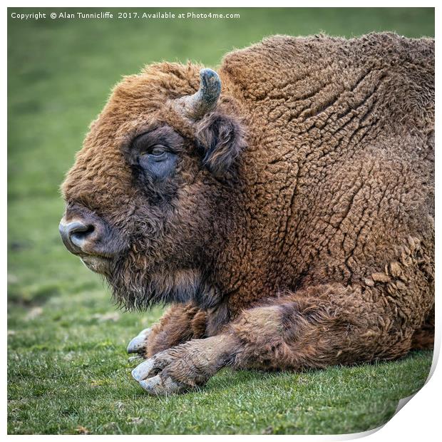 European bison Print by Alan Tunnicliffe