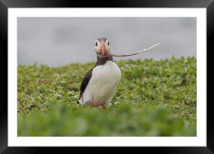 Puffin with a feather Framed Mounted Print by Dianne 