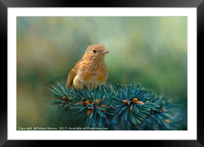 Young Robin on Pine Tree Framed Mounted Print by Robert Murray