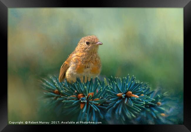 Young Robin on Pine Tree Framed Print by Robert Murray