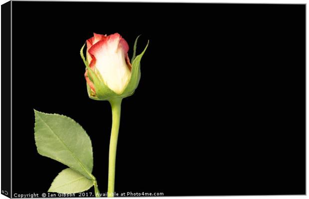 A single rose flower and stem on black background Canvas Print by Ian Gibson