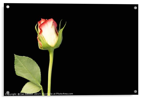 A single rose flower and stem on black background Acrylic by Ian Gibson