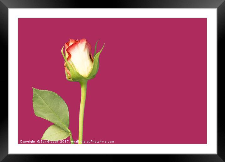 A single rose flower and stem on magenta backgroun Framed Mounted Print by Ian Gibson