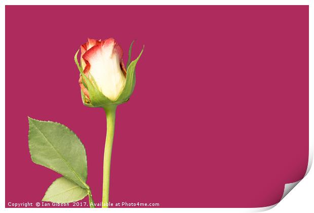 A single rose flower and stem on magenta backgroun Print by Ian Gibson