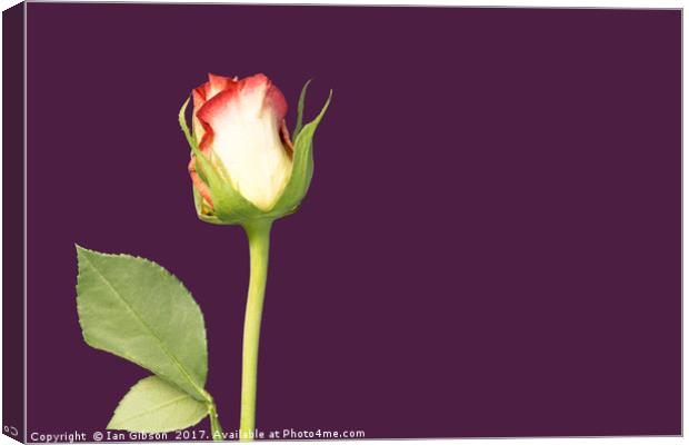 A single rose flower and stem on mauve, or purple, Canvas Print by Ian Gibson