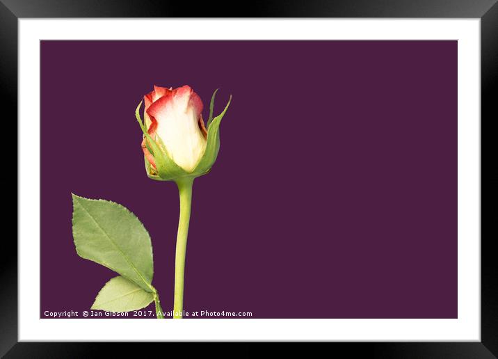 A single rose flower and stem on mauve, or purple, Framed Mounted Print by Ian Gibson