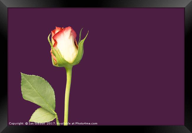 A single rose flower and stem on mauve, or purple, Framed Print by Ian Gibson
