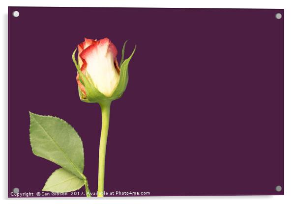 A single rose flower and stem on mauve, or purple, Acrylic by Ian Gibson