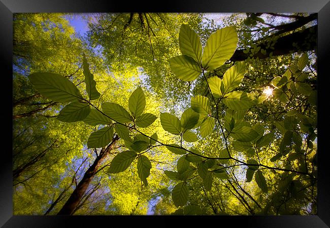 Spring Beech Tree Foliage Framed Print by Ashley Chaplin