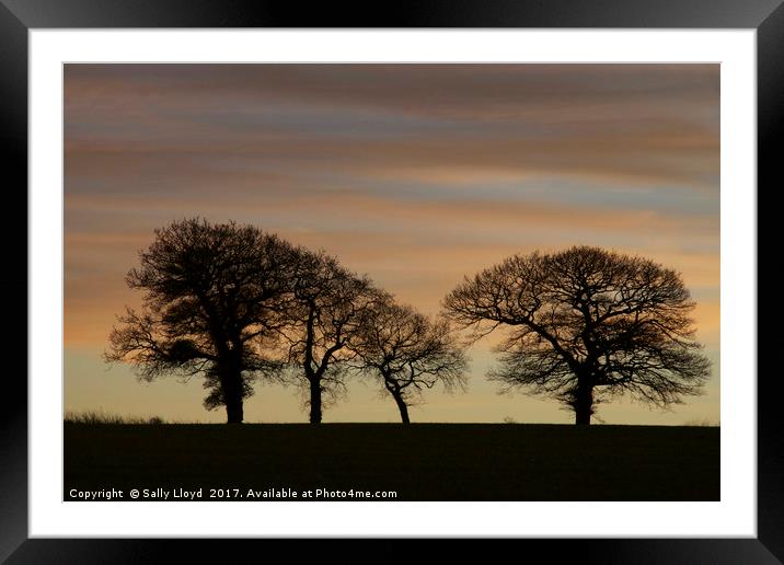 Soft Sunset Trees Framed Mounted Print by Sally Lloyd