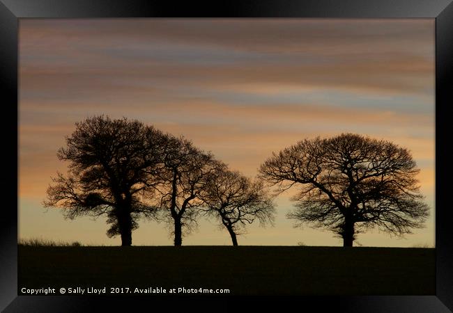 Soft Sunset Trees Framed Print by Sally Lloyd