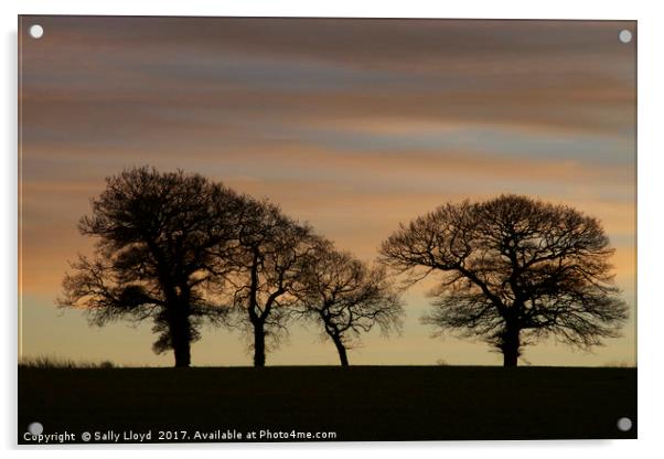 Soft Sunset Trees Acrylic by Sally Lloyd