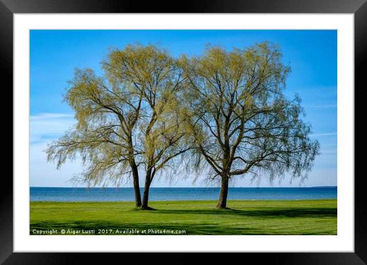 Two willows by the sea Framed Mounted Print by Aigar Lusti