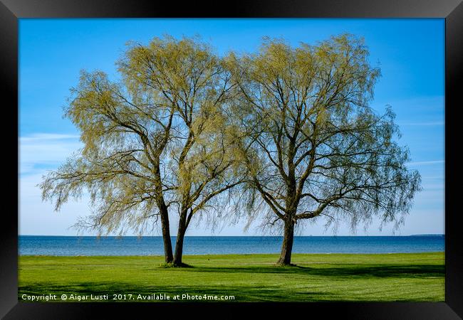 Two willows by the sea Framed Print by Aigar Lusti