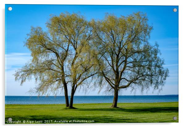 Two willows by the sea Acrylic by Aigar Lusti