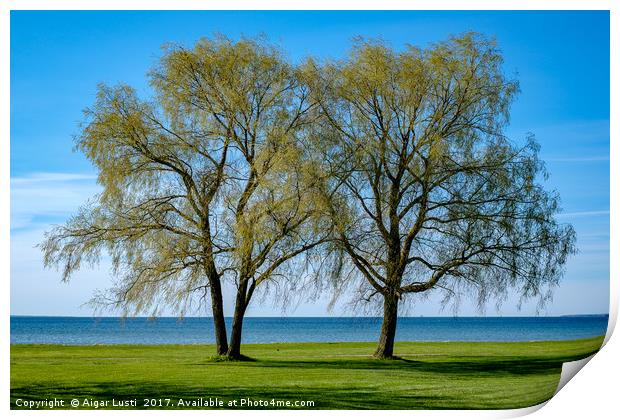 Two willows by the sea Print by Aigar Lusti