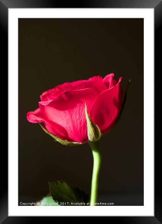 Red Rose Valentine Framed Mounted Print by Sally Lloyd